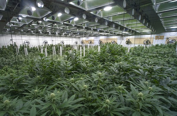 Operación grande de cultivo de marihuana