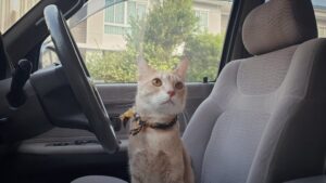 Cat left alone in a car