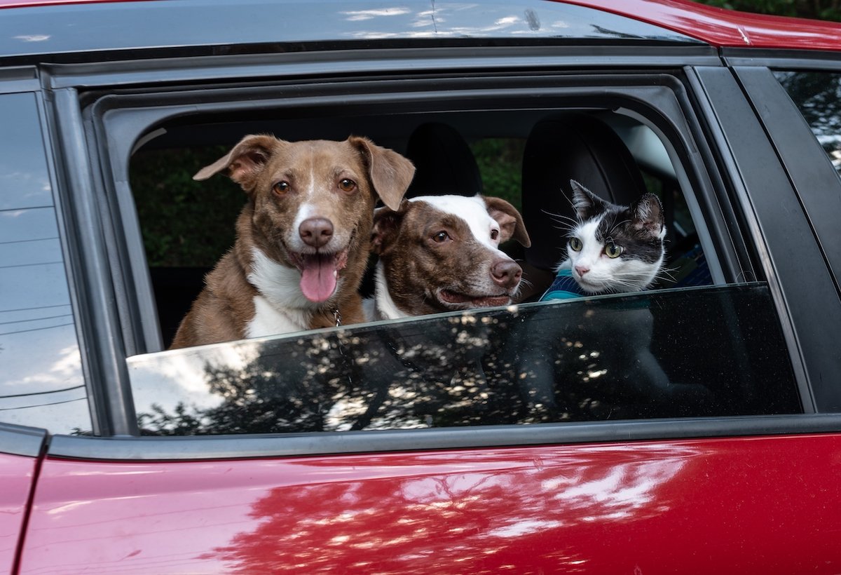 Two dogs and a cat sticking their heads out of a car window on a hot day in violation of NRS 202.487