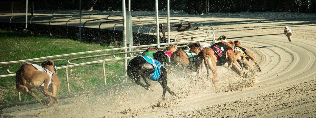 Dogs racing in violation of NRS 207.235.