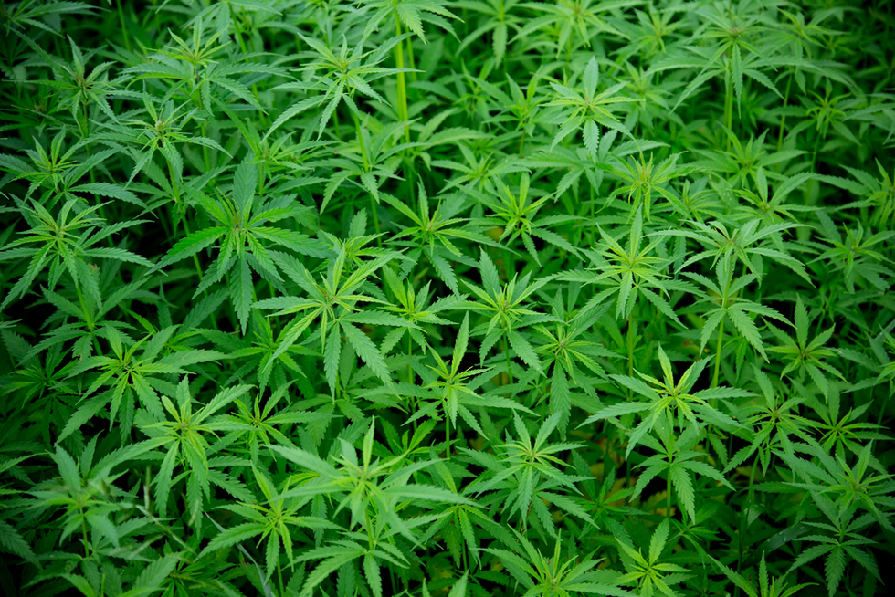 Marijuana plants. There is a limit to how much people can have .