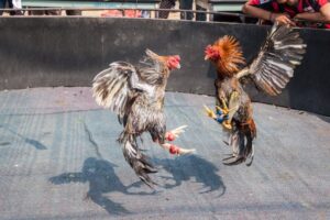 Two roosters fighting
