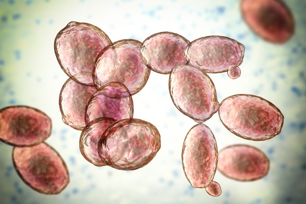 Brewers yeast, which is sometimes used as a pro-biotic to combat the intestinal yeast infection that causes Auto-Brewery syndrome.